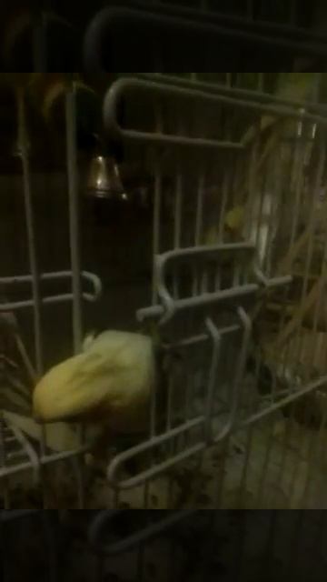 кое кто готовит побег пестрый смотреть онлайн