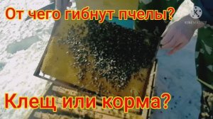 От чего гибнут пчелы? Осмотр погибших семей