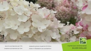 Гортензия Сильвер Доллар: описание сорта