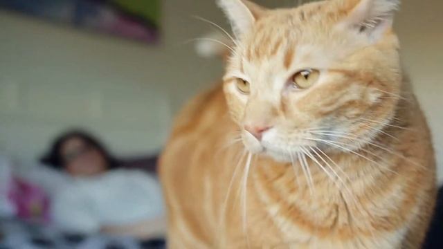 How stop your Cat Scratching ? FELIWAY Optimum смотреть онлайн