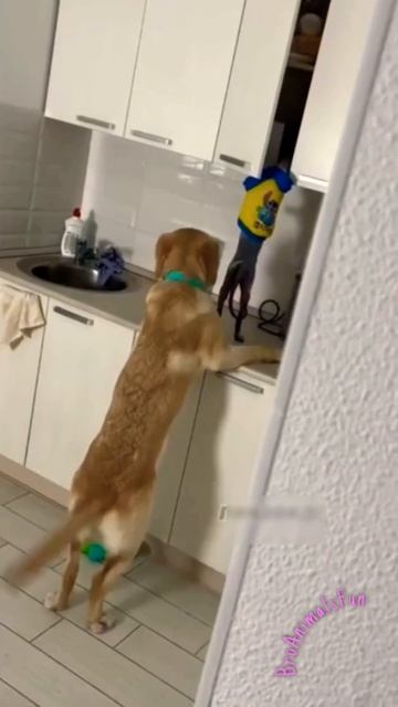 Кот 🐱 и Собака 🐶 воруют Еду 😁 Cat and Dog steal food 😂 #shorts #animalsfunny смотреть онлайн