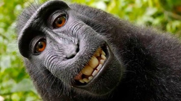 Песня про макаку.