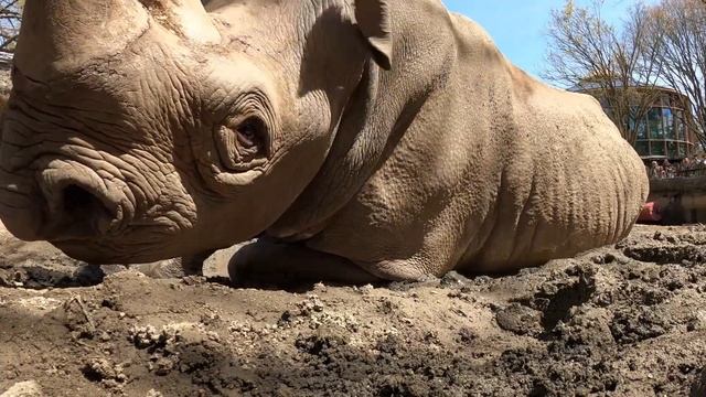 Rhinoceros Throws A Mud Party смотреть онлайн