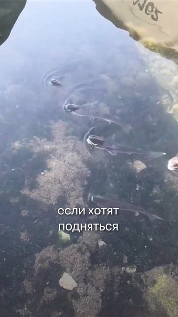 ШОК! Рыбы не тонут, потому что... #мифы #секреты #рыба #природа #животные #рыбалка смотреть онлайн