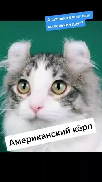 Стандартный вес американского кёрла смотреть онлайн