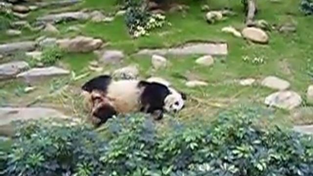 Panda shuffle & roll смотреть онлайн
