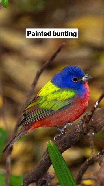 The most beautiful birds in the world 😍 #shorts #birds смотреть онлайн