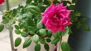Растёт ли роза в домашних условиях?
