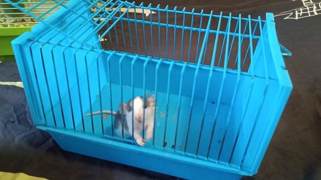 ПРОЩАЮСЬ С ОДНИМ ИЗ КРЫСЯТ смотреть онлайн