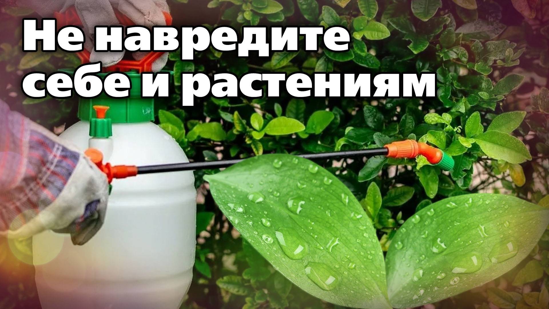 Использование препаратов для защиты сада. Важные правила от кандидата наук смотреть онлайн