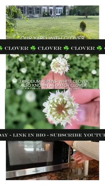 Subscribe & Enjoy all the Amazing Benefits of the Clover 🍀! Full Video at Yali’s Community смотреть онлайн