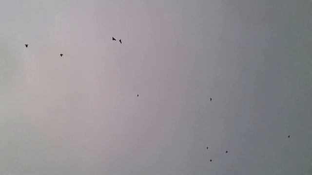 Голуби Горового Б. смотреть онлайн