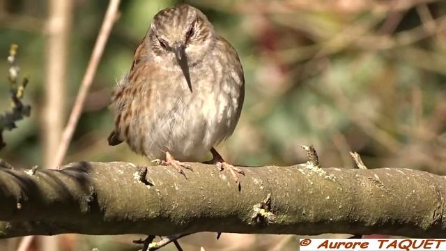 Accenteur mouchet (Prunella modularis) Dunnock - Faune de France смотреть онлайн