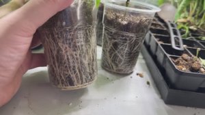 БАКЛАЖАНЫ САЖАЮ ТОЛЬКО ТАК в ЭТИ ДНИ! БЛАГОПРИЯТНЫЕ ДНИ для посева семян Баклажана