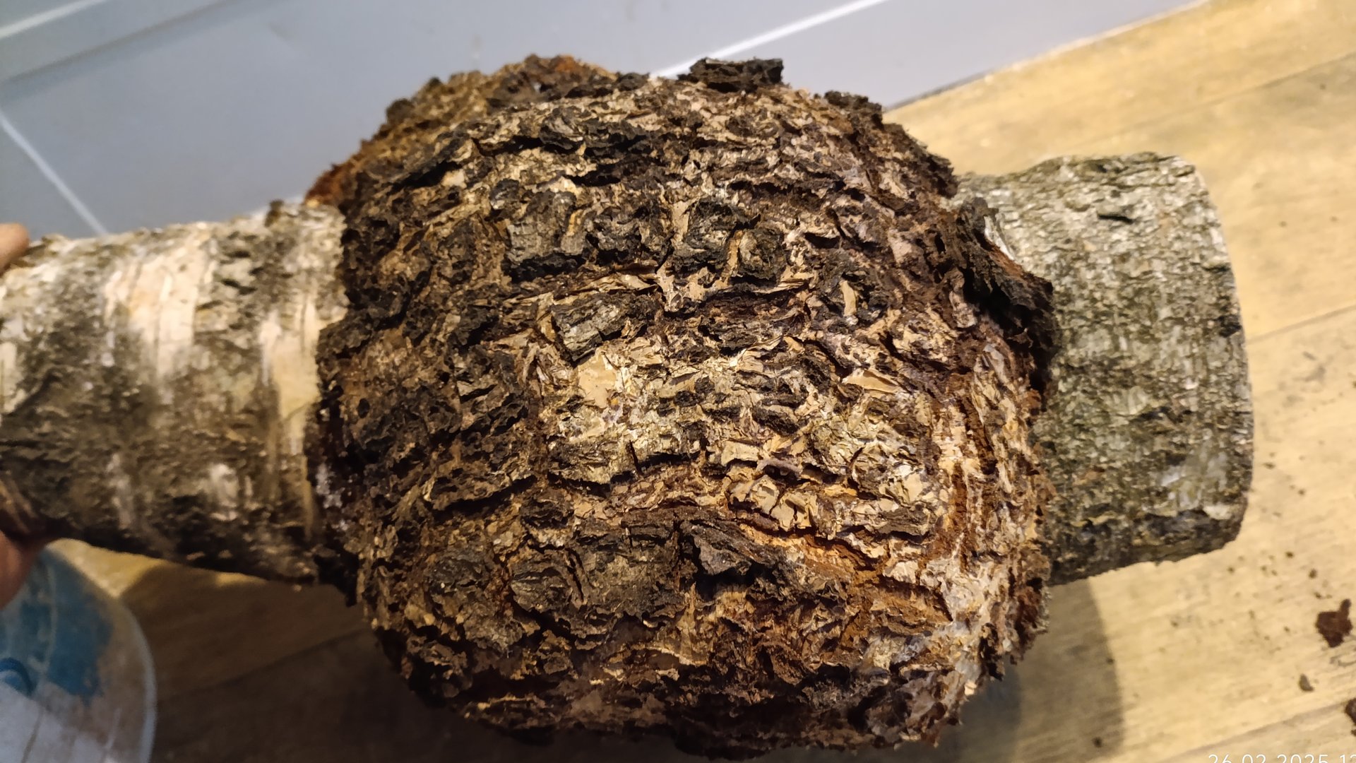 дорогущая заготовка. настоящий сувель. берёзовая капа. кудрявая свилеватость. мраморное ценное древо смотреть онлайн