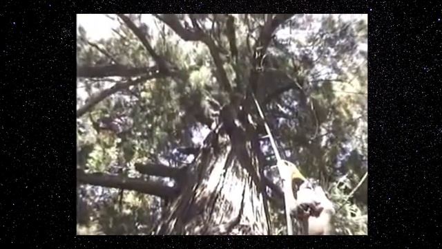 SEQUOIA GIGANTE HYPERION - A MAIOR ÁRVORE DO MUNDO SEGUNDO O GUINNESS BOOK I PLANTAS INCRÍVEIS смотреть онлайн