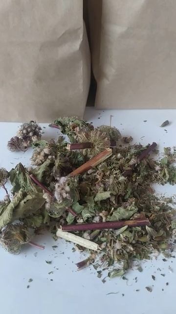 ТРАВА ЗОПНИК. Аптека под ногами. смотреть онлайн