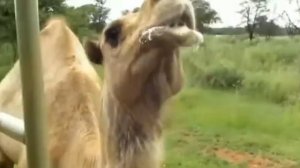 ... Почему верблюды плюются....