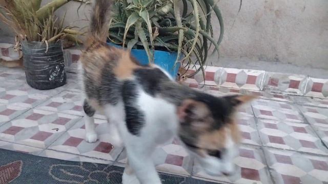 lovely kittens😅💞🐾 смотреть онлайн