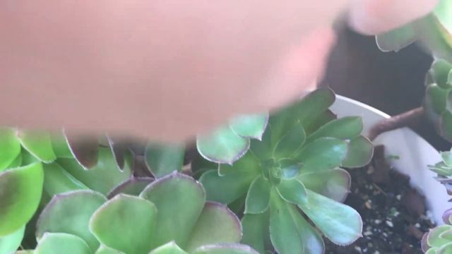 ❤️ Cómo cuidar el Aeonium Arboreum Atropurpureum ❤️ смотреть онлайн