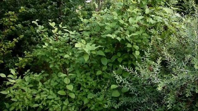 Dereń biały/dogwood-krzew o czerwonych pędach/shrub with red shoots[ENG SUB] смотреть онлайн