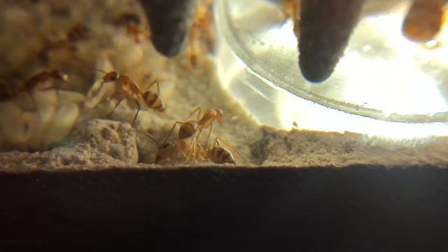 Camponotus conspicuus inaequalis смотреть онлайн