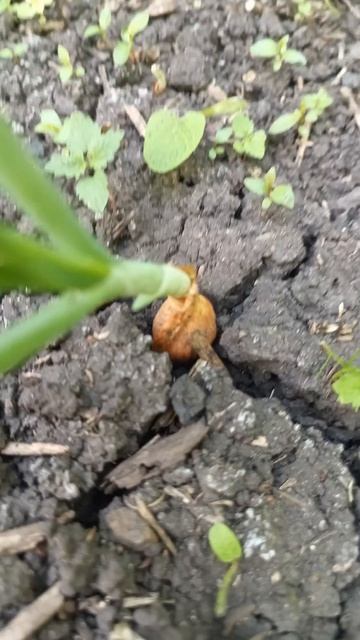 Удобрение НИТРОАММОФОСКА смотреть онлайн