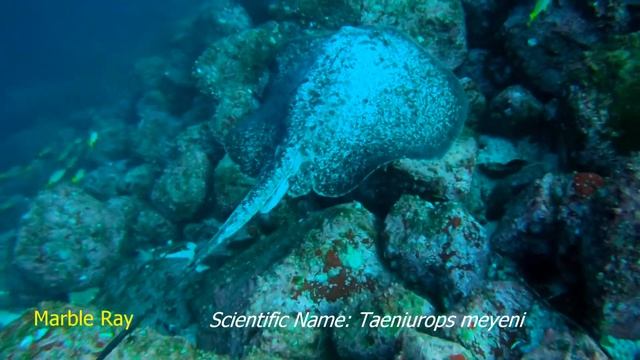 The Scalloped Hammerheads Of Cocos Island (and More) - February 2018
