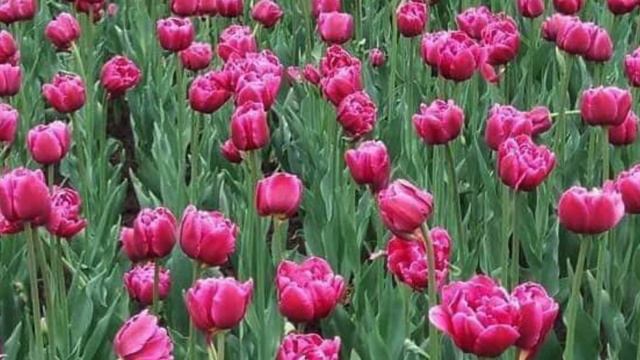BEAUTIFUL TULIPS IN MOSCOW RUSSIA смотреть онлайн