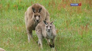 Брачная игра 1 серия «Луга. У всех на виду» (документальный сериал, 2021)