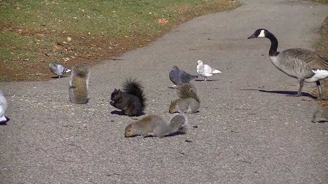 Видео для кошек и собак смотреть онлайн