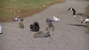 Видео для кошек и собак