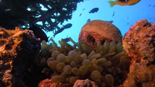 Аквариум,Рыбы 4К,,Большой коралловый риф,, нежная музыка для отдыха смотреть онлайн