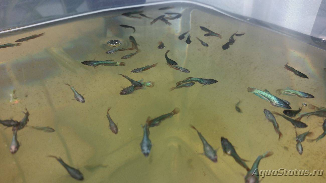 Аквариум. Петушки дамбо. Растут, окрашиваются. Aquarium. Bettas Dumbo. смотреть онлайн