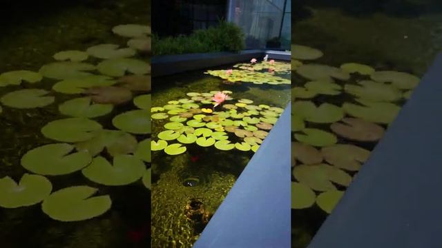 Декоративный пруд с кувшинками, #ТельАвив.