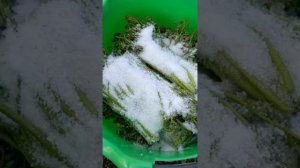 Папоротник#Орляк#засолка по ГОСТУ#первый этап#
