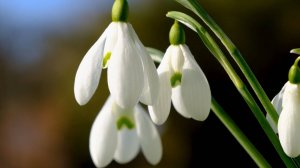 🌷 САМАЯ КРАСИВАЯ МЕЛОДИЯ ДЛЯ РЕЛАКСАЦИИ 🎵 РАССЛАБЛЯЮЩАЯ МУЗЫКА ДЛЯ ДУШИ 🎵 МУЗЫКА ДЛЯ СНА
