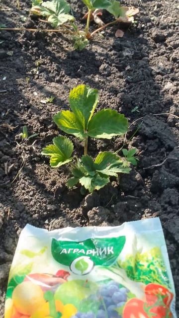 Удобрение АММОФОС смотреть онлайн