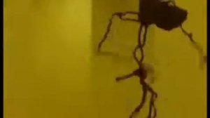 КРАБЫ В ЗАКУЛИСЬЕ ТАНЦУЮТ!!