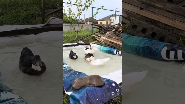 Утки муларды. Возраст 1 месяц смотреть онлайн