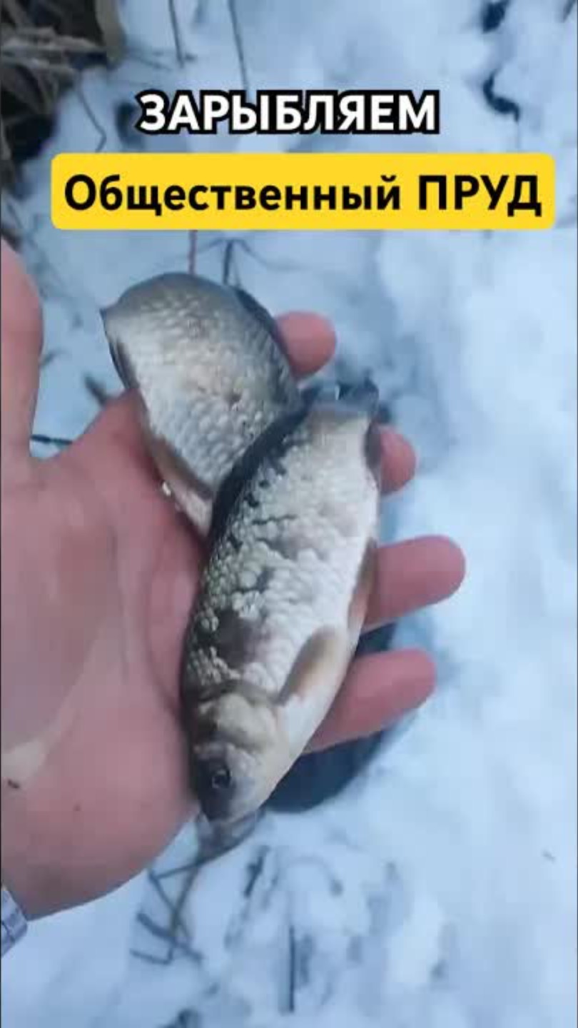 Зарыбляем общественный пруд! #fishing #карп #рыбалка #рыболовная #icefishing #рыба #рыбак #пруд смотреть онлайн