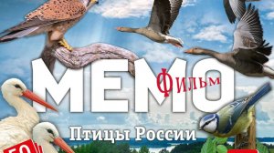 Фильм "Птицы России"