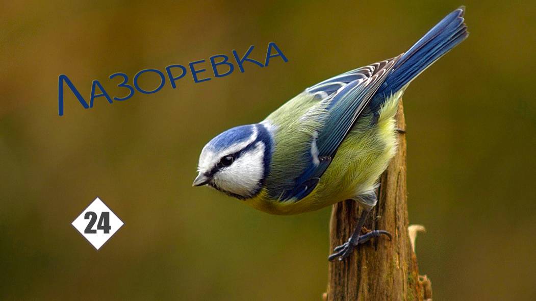 24_Лазоревка