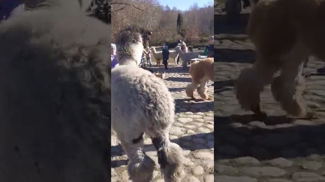 Тракай. Ферма альпака. Truck. Alpaca farm. смотреть онлайн