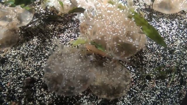 Upside down Jellyfish (Cassiopea andromeda) - Tropical Fish смотреть онлайн