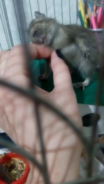 Первые шаги к релаксу) дегу смотреть онлайн