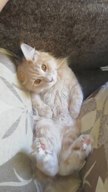 Кот между подушек !) смотреть онлайн