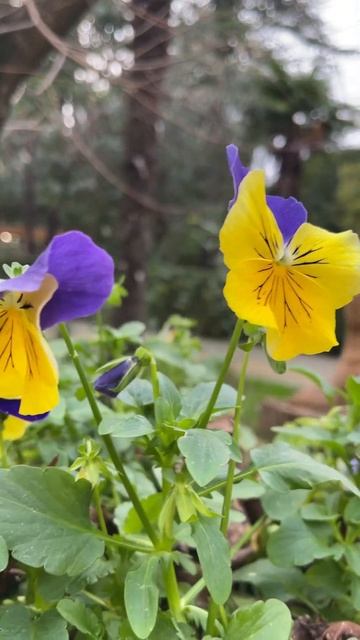 ЦВЕТЫ В ДЕКАБРЕ #цветы #цветет #сочи #жизнь #море #отдыхвсочи #красота #жизнь смотреть онлайн