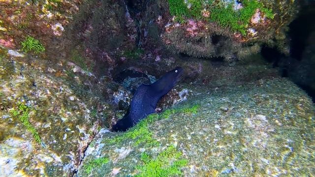 2021-9-27 : Boca das Caldeirinhas - Faial смотреть онлайн