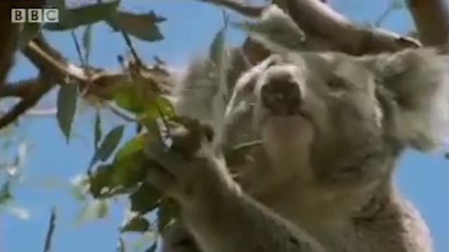 How Long Do Koalas Really Sleep In A Day? смотреть онлайн